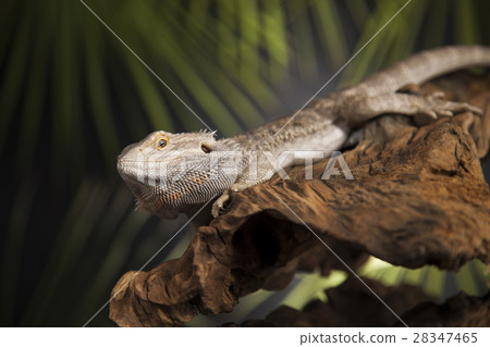 Agama bearded, pet on black background, reptile 28347465