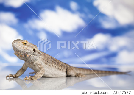 Sky background, Pet, lizard Bearded Dragon Sky background, Pet, lizard Bearded Dragon 28347527