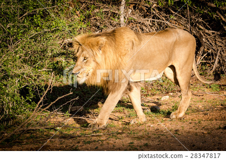 Male African Lion 28347817