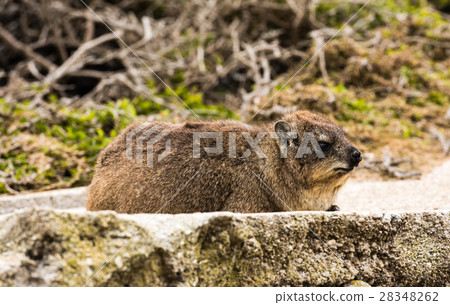 Rock dassie on the rock in South Africa Rock dassie on the rock in South Africa 28348262