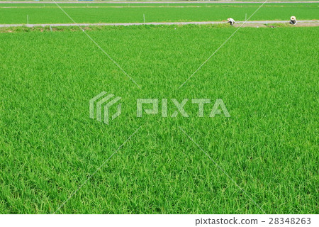 Rural scenery 28348263