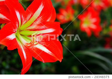 Amaryllis flower 28348373