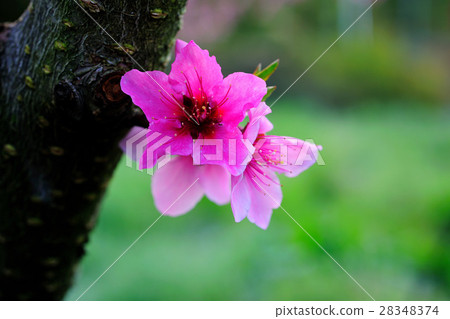 桃花 農作物 28348374