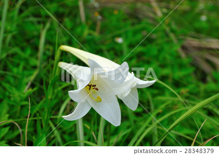 White lily 28348379