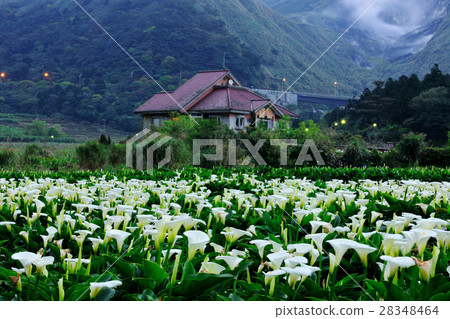 白色海芋花 28348464