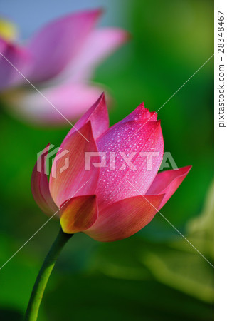 Pink lotus 28348467