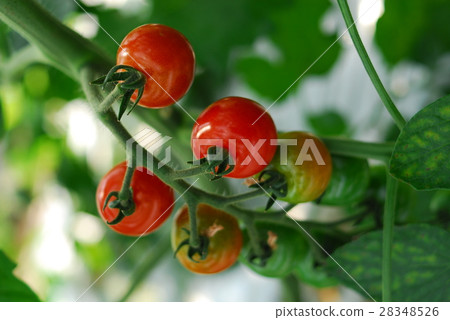 Vegetable garden Auld Lang Syne 28348526