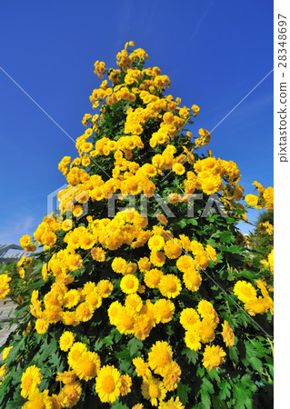 Chrysanthemum 28348697