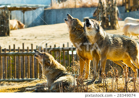 Howling of wolves 28349074