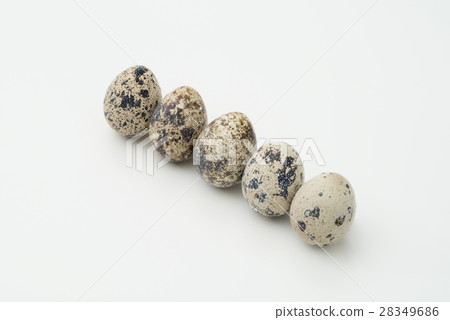 鵪鶉蛋，排隊 28349686