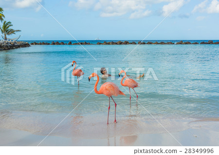 Flamingos beach. Aruba 28349996