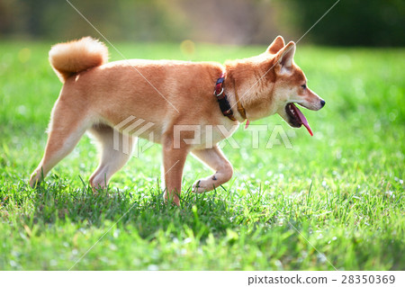 A young shiba inu sits in green garden. 28350369