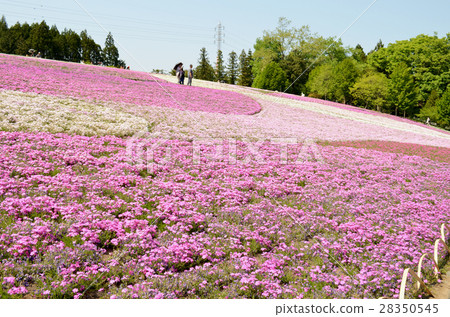Moss phlox at Hitsujiyama Park 28350545
