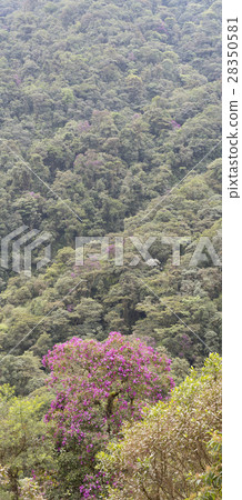 Vertical panoramic of montane rainforest  28350581