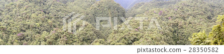 Panorama of montane rainforest  28350582