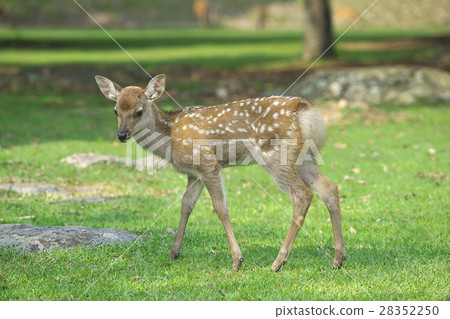 A fawn in Nara Park 28352250