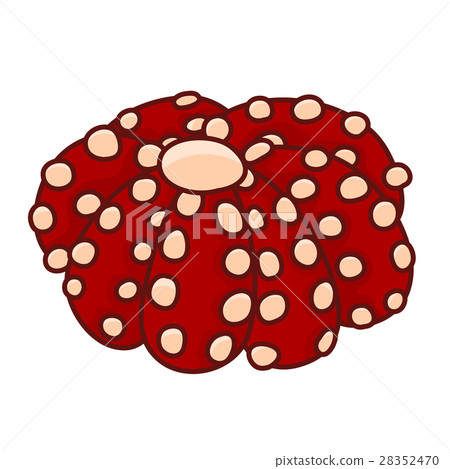octopus tako isolated illustration 28352470