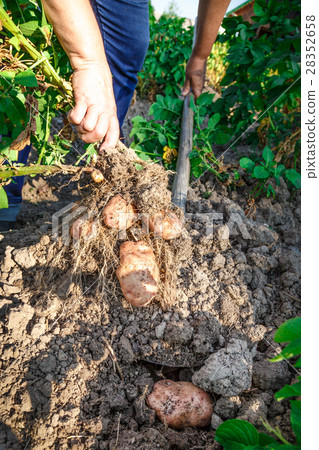 Young potato in soil Young potato in soil 28352658