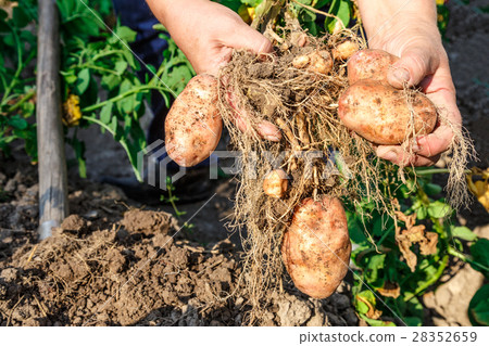 Young potato in soil 28352659