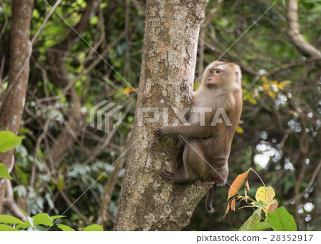 monkey in forest, South of Thailand monkey in forest, South of Thailand 28352917