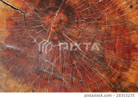 Cross section annual ring Cross section annual ring 28353235