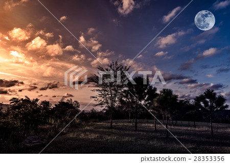 Trees against sky with clouds and beautiful moon 28353356