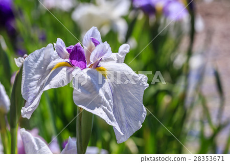 Iris Iris 28353671