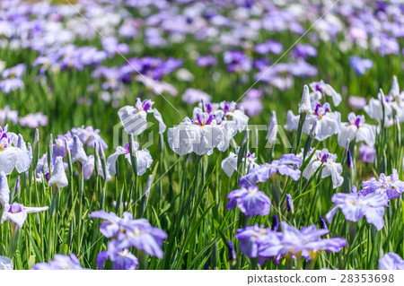 鳶尾花 28353698