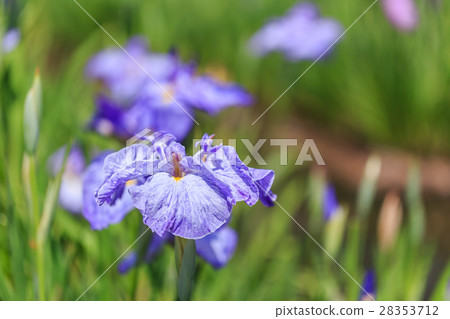 Iris Iris 28353712