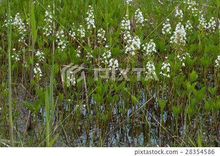 Migakuwa Palace Mire Migakuwa Palace Mire 28354586