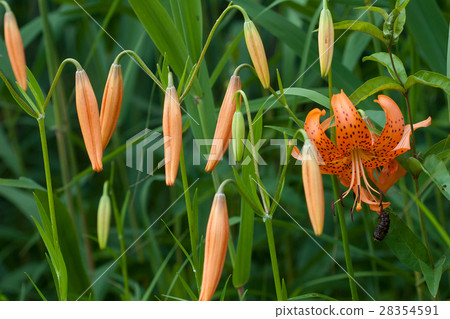 Longhouse Lily Daisen Mire的開花 Longhouse Lily Daisen Mire的開花 28354591