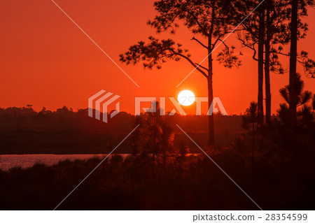 Silhouette of a tree in the sunset. Silhouette of a tree in the sunset. 28354599
