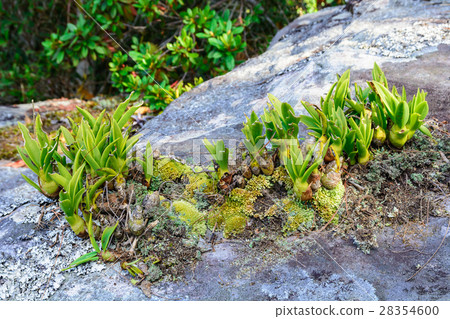 Lithophytic orchids. Lithophytic orchids. 28354600