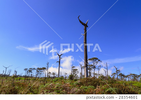 Dead pine from wildfire against blue sky. Dead pine from wildfire against blue sky. 28354601