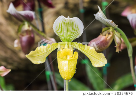 Orchidaceae family 28354676