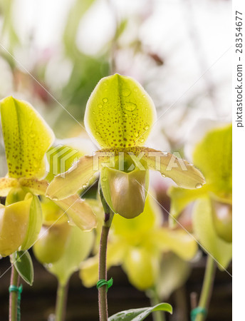 Orchidaceae family Orchidaceae family 28354677