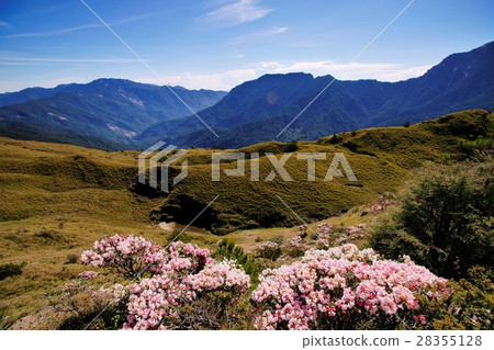 高山杜鵑 28355128