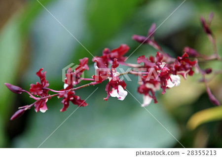 雪莉寶貝 28355213