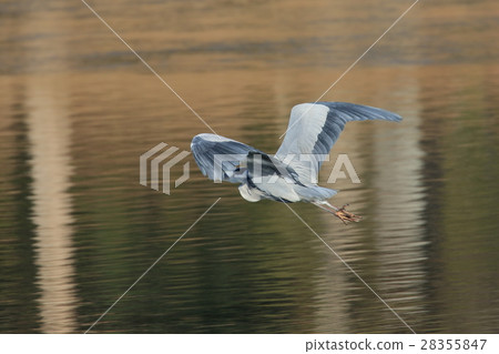 Flight of the Hawthorn Flight of the Hawthorn 28355847