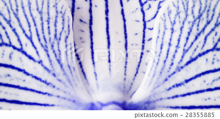 background blue-white  petals orchid.  Macro. 28355885