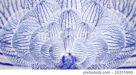 Orchids blue-white. background of flowers orchids. Orchids blue-white. background of flowers orchids. 28355900