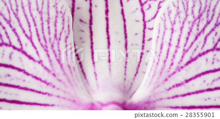 background pink-white  petals orchid.  Macro. 28355901