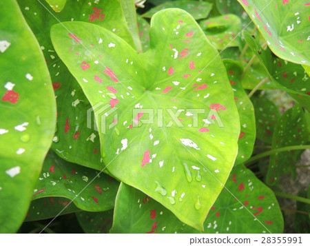 Caladium Leaves Caladium Leaves 28355991