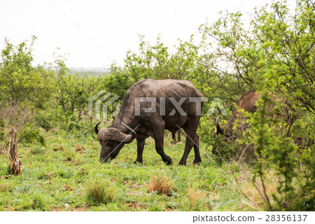 African buffalo portrait 28356137