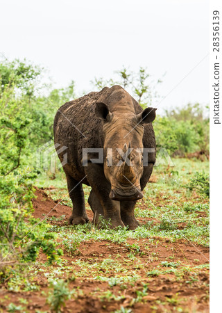 Portrait of white rhino in an open field in South Portrait of white rhino in an open field in South 28356139