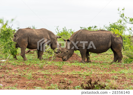 Two white rhinos grazing in an open field in South 28356140