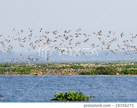 flock of birds isolated background 28356273