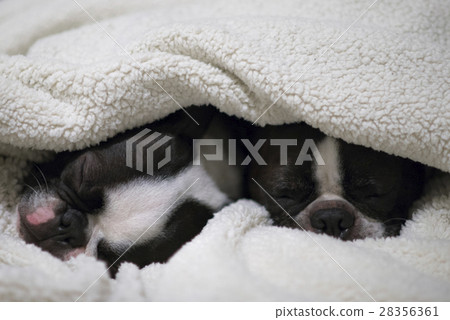 Boston Terrier 28356361