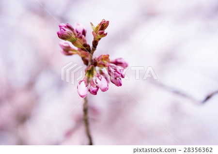 Cherry bud bud (up) 28356362