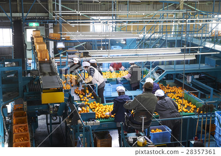 Prepare shipping for mandarin oranges Prepare shipping for mandarin oranges 28357361